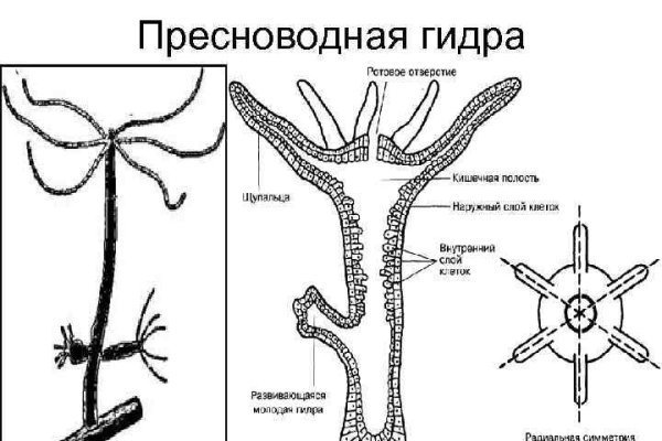 Кракен сайт krknwebs