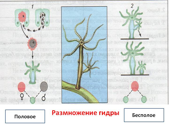 Вход на кракен зеркало